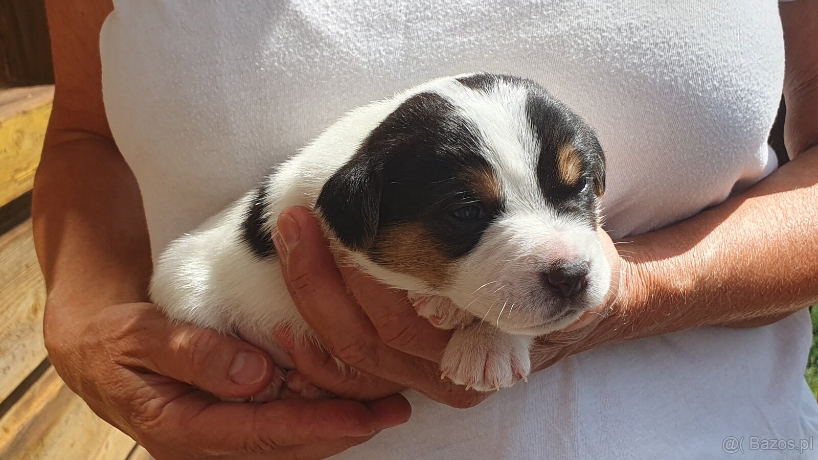 Piesek Jack Russell Terier gładkowłosy tricolor - 2