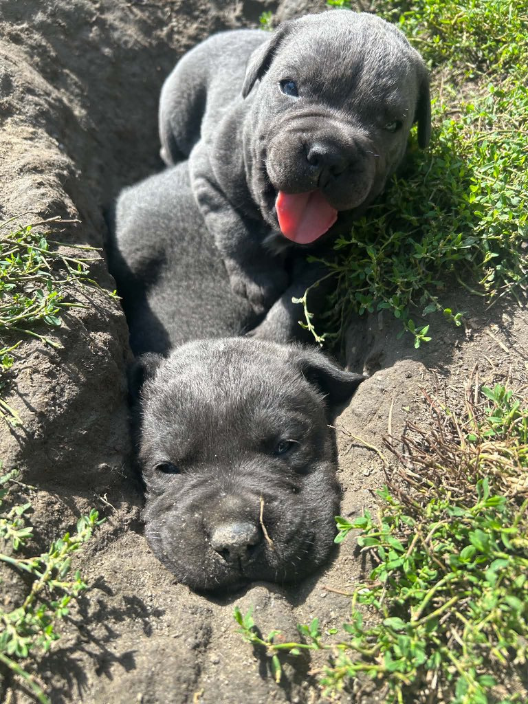 Szczeniaki Cane corso- Suczki - 2