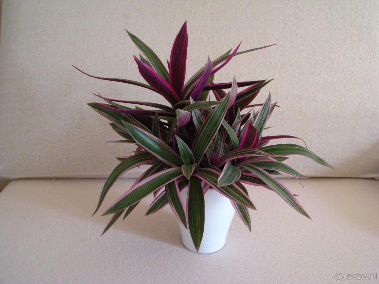 Reo meksykańskie trzykrotka tradeskancja piękna wielokolorow - 2