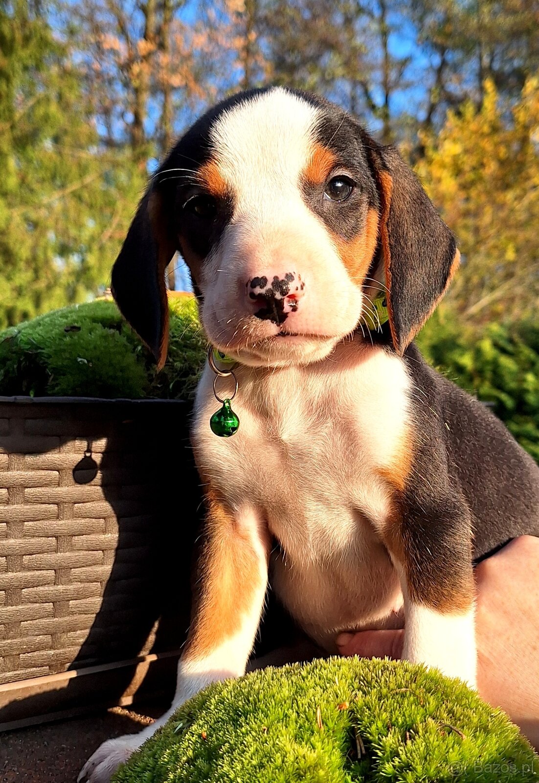 Gończy Serbski trzykolorowy - 2