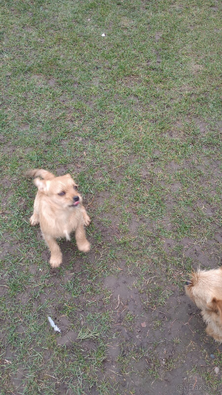 Do oddania za darmo piesek półroczny - 2