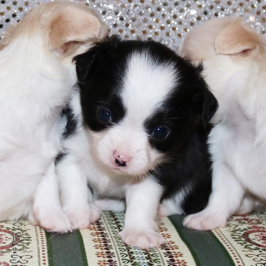 Słodkie szczenięta chihuahua dostępne - 2