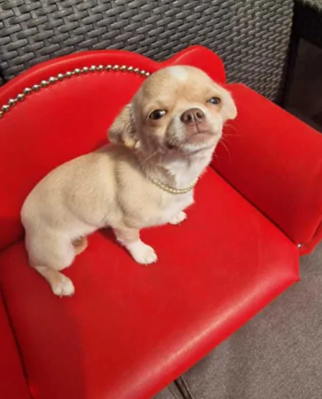 Chihuahua śliczna kremowo biała suczka - 2