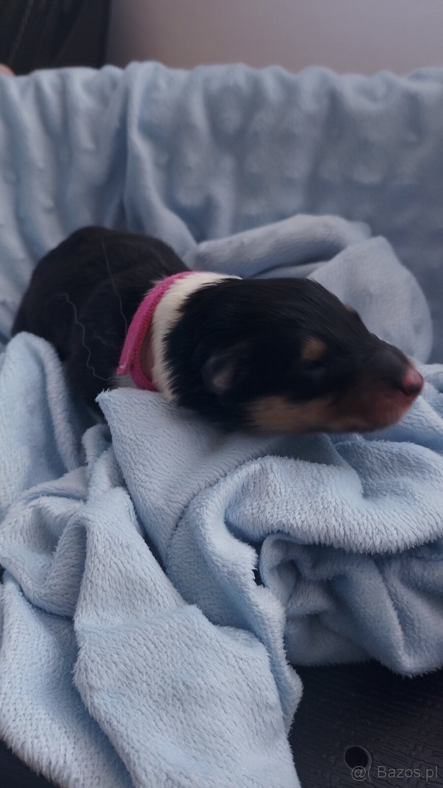 Owczarek szkocki collie długowłosy - 2