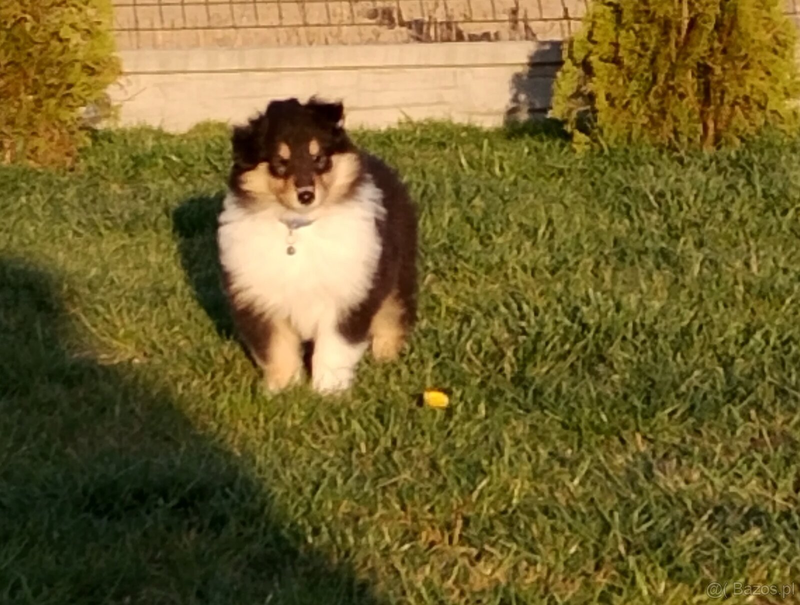 Owczarek szkocki collie długowłosy - 2