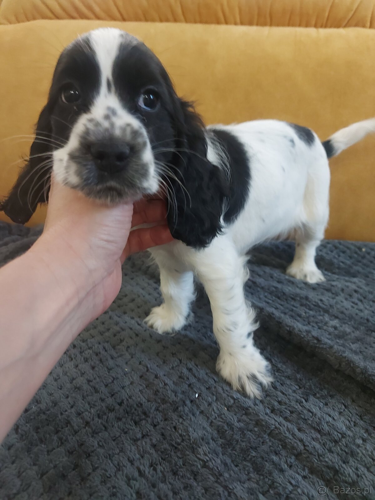 Cocker spaniel angielski - 2