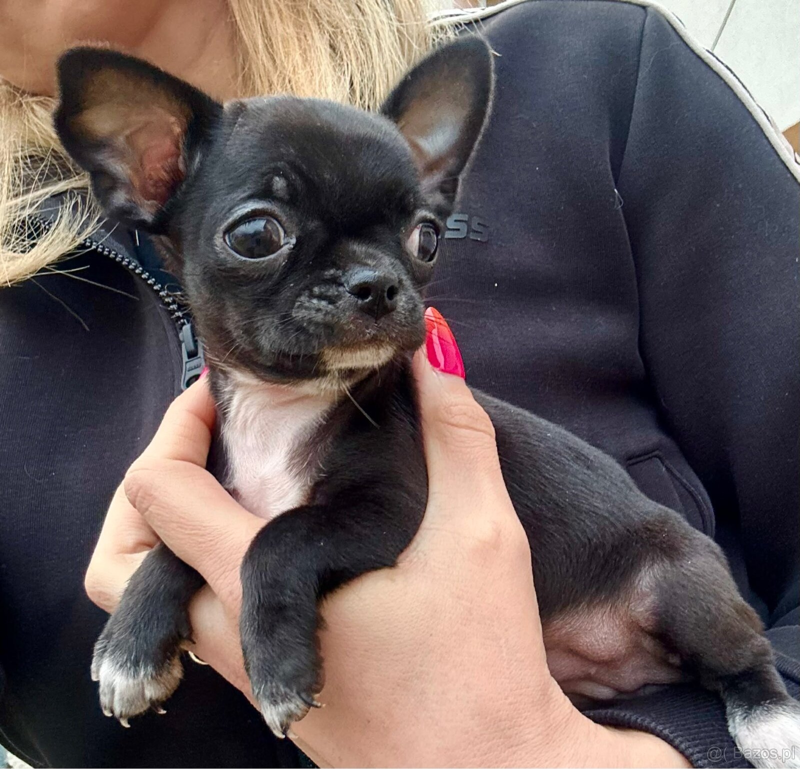 Chihuahua szczeniak - 2
