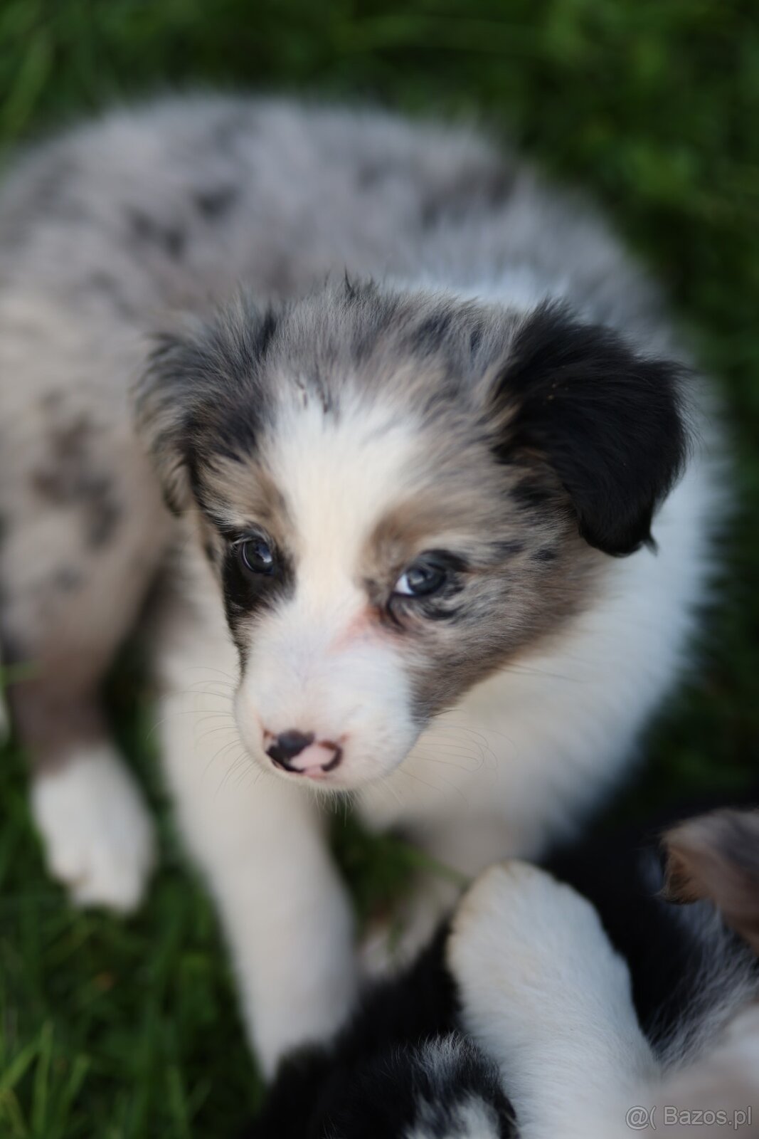 Border Collie FCI - 2