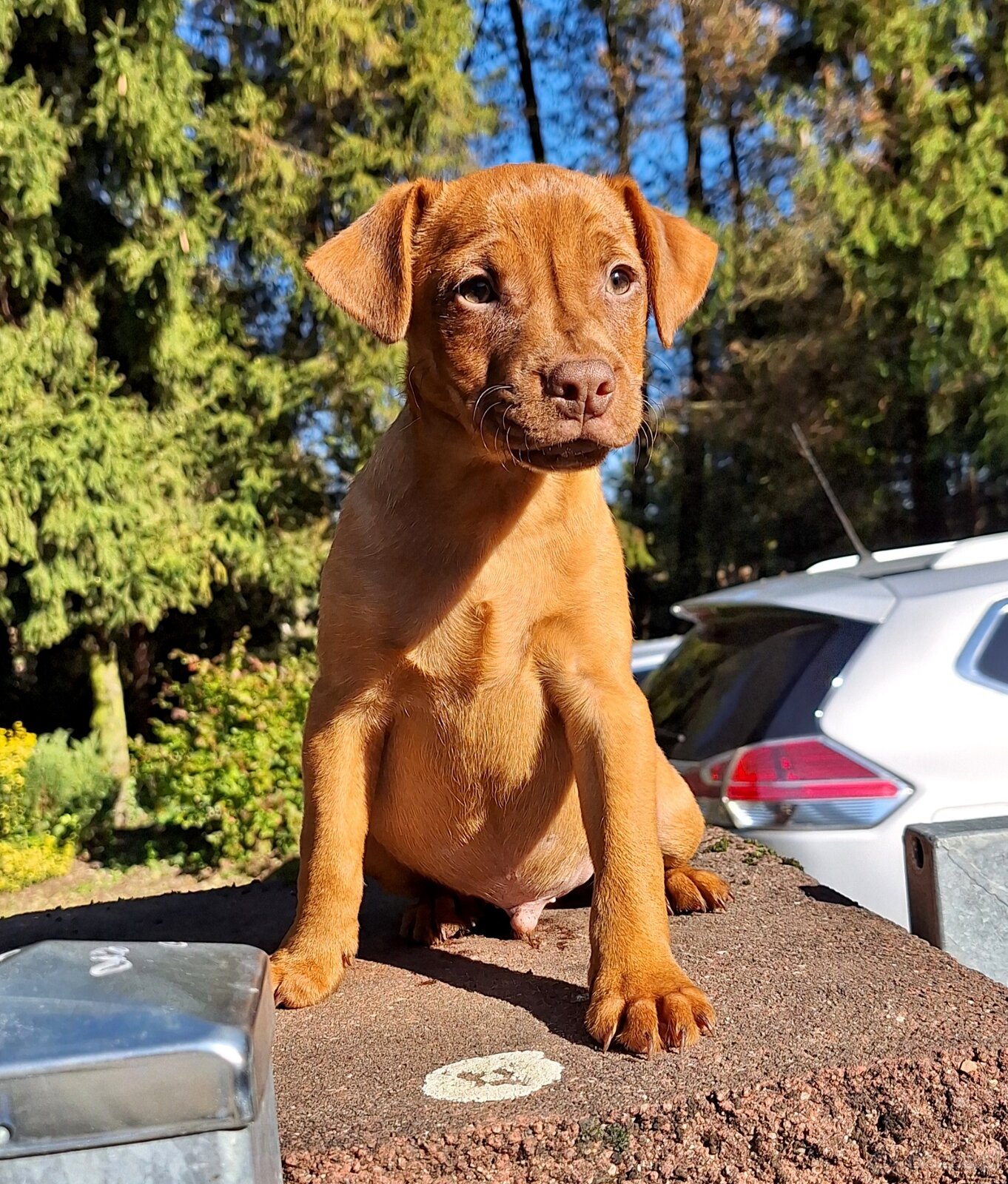 Szczeniaki Patterdale Terrier Terier ZKwP FCI - 2