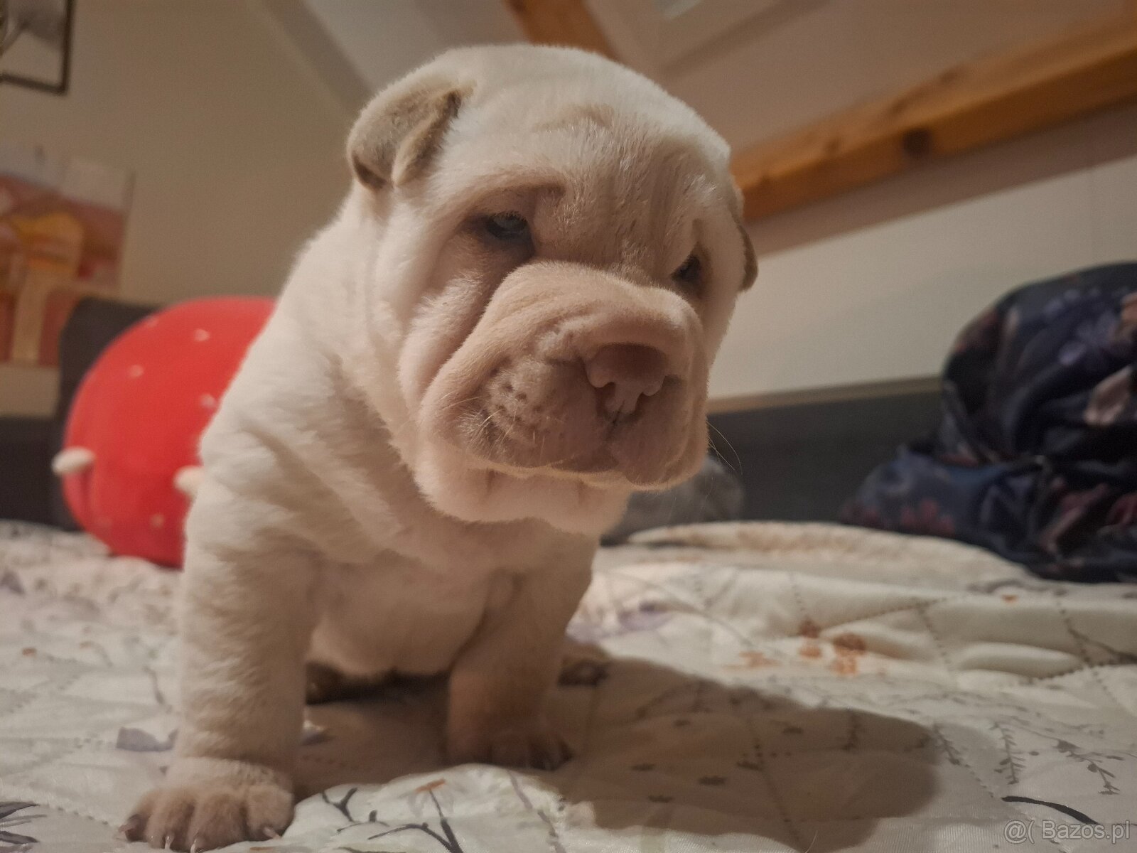 Shar pei na sprzedaż - 2