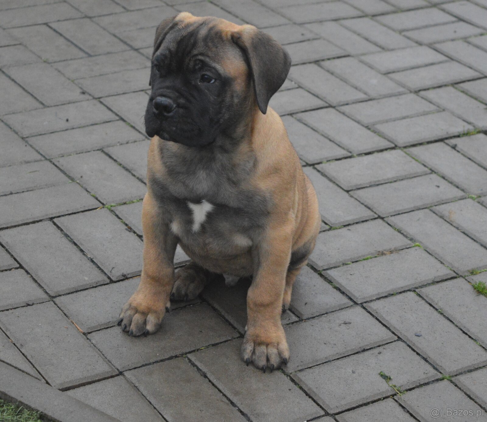 Bullmastiff, Bullmastif, Bulmastif puppies - 2