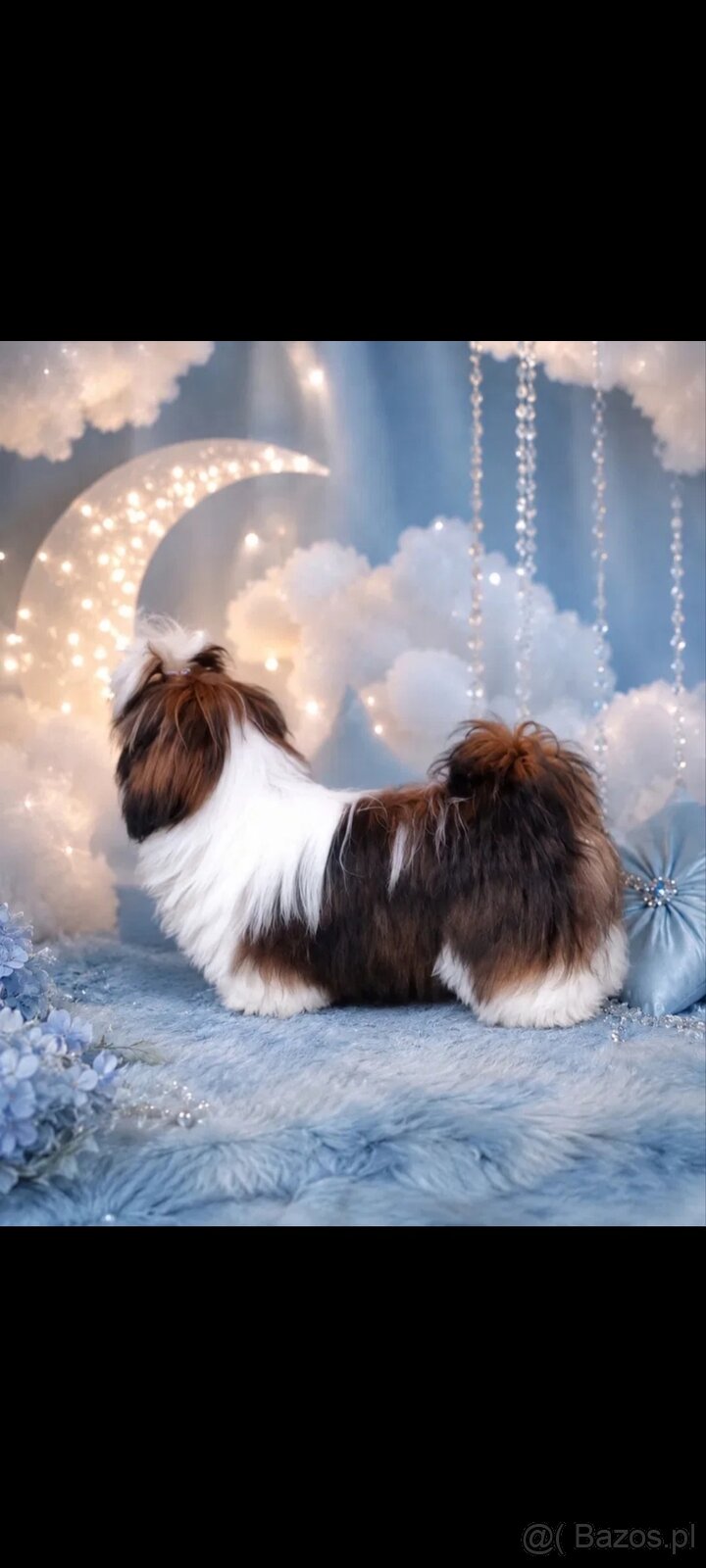 Piesek Shih Tzu - 2
