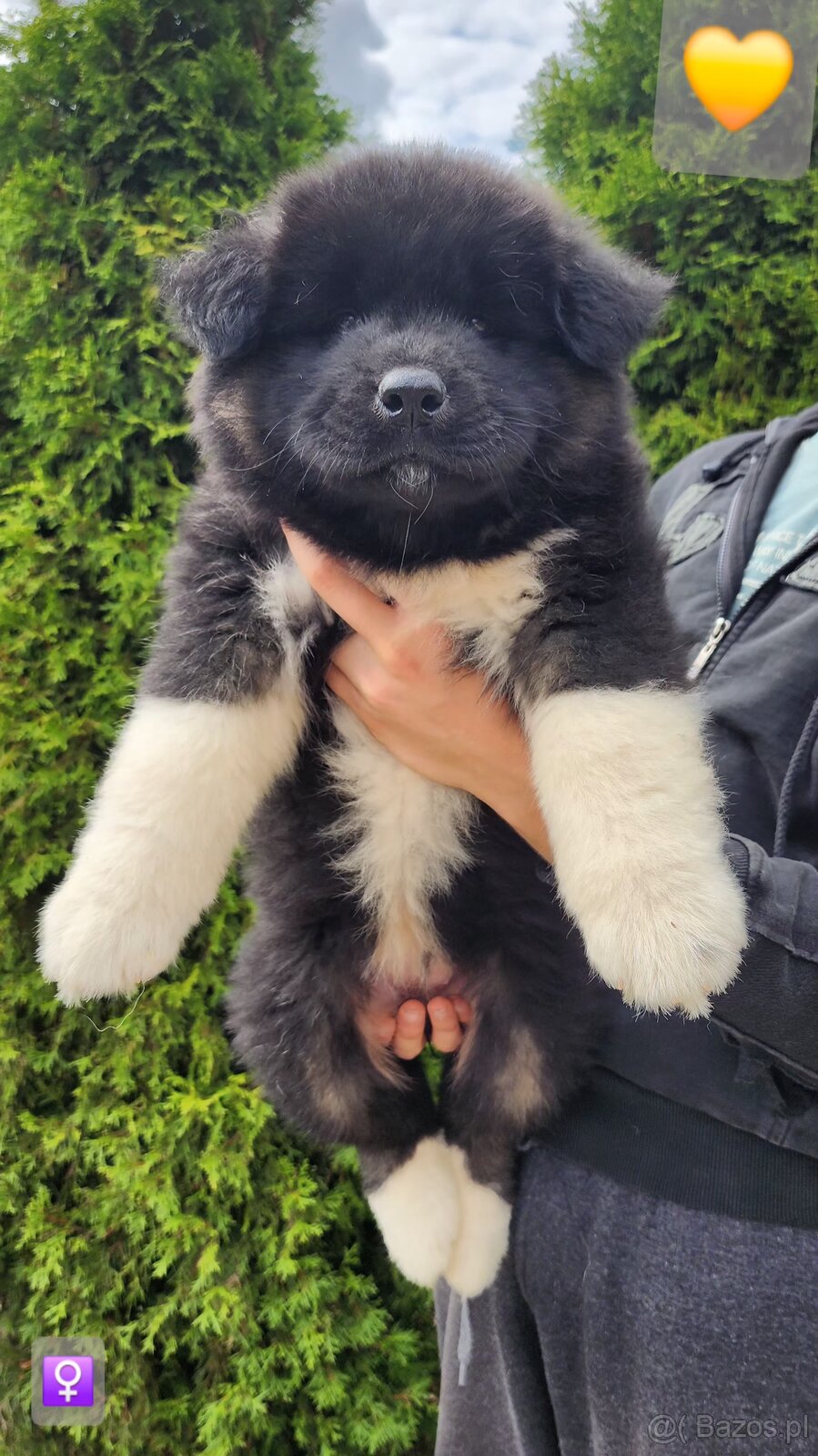 American akita - 2