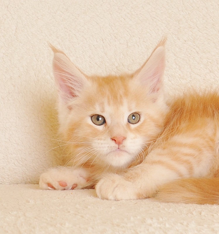Śliczny kocurek Maine Coon PZF/WCF - LEGALNA HODOWLA - 2