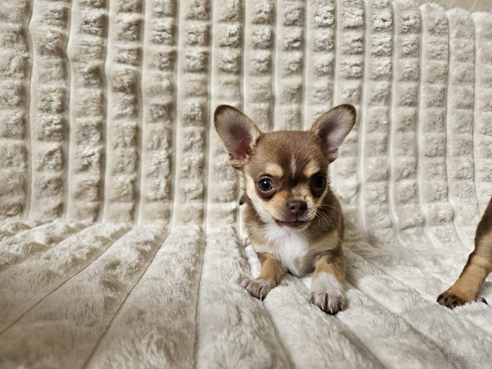 Pieski chihuahua - 2