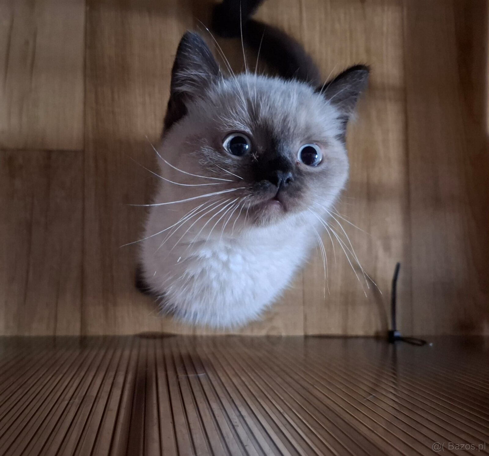 Kot Brytyjski kotek - 2