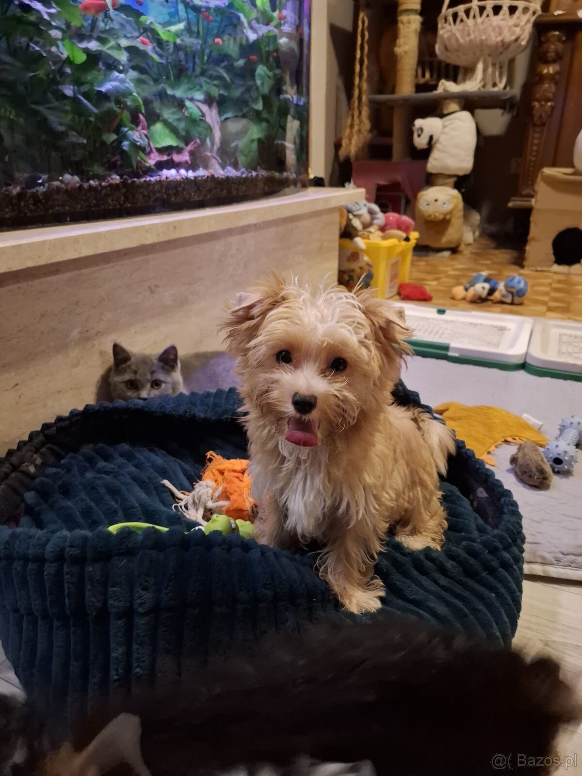 Yorkshire terier xs - 2