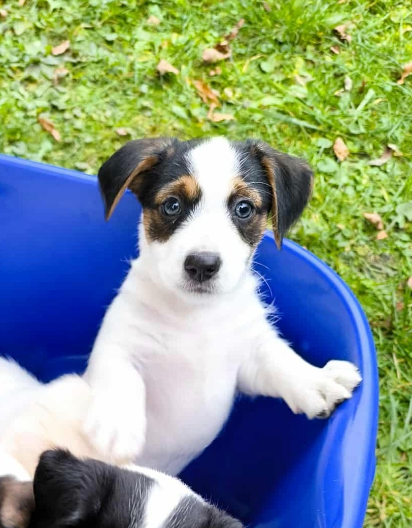 Jack Russell Terrier - 2
