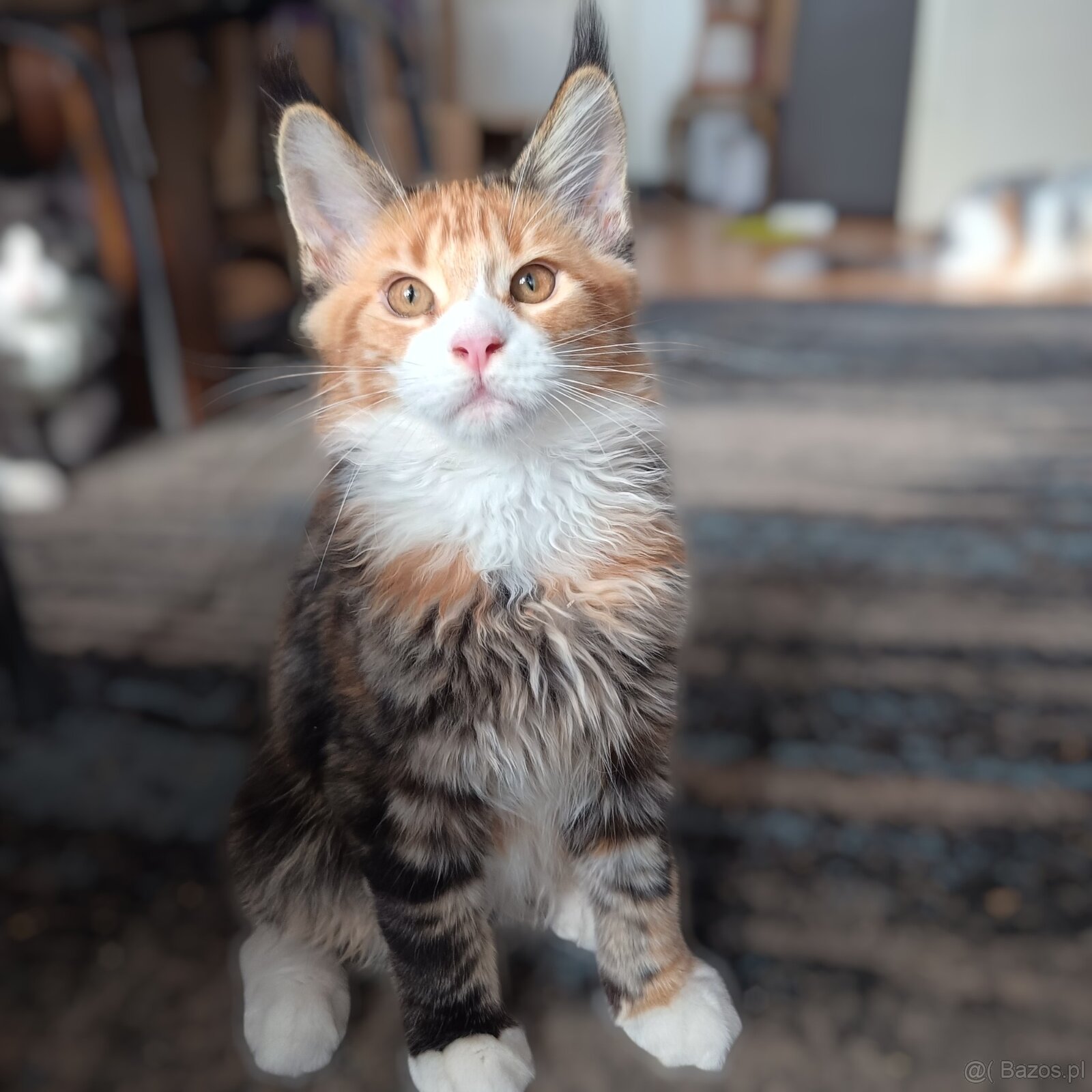 Maine Coon Kocięta z Rodowodem Fpl - 2