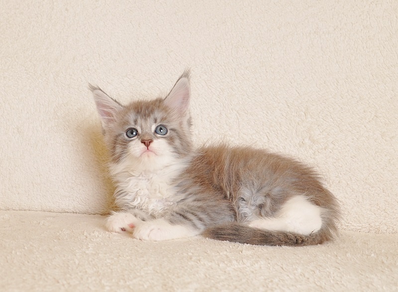 Przepiękna koteczka Maine Coon - LEGALNA HODOWLA - 2
