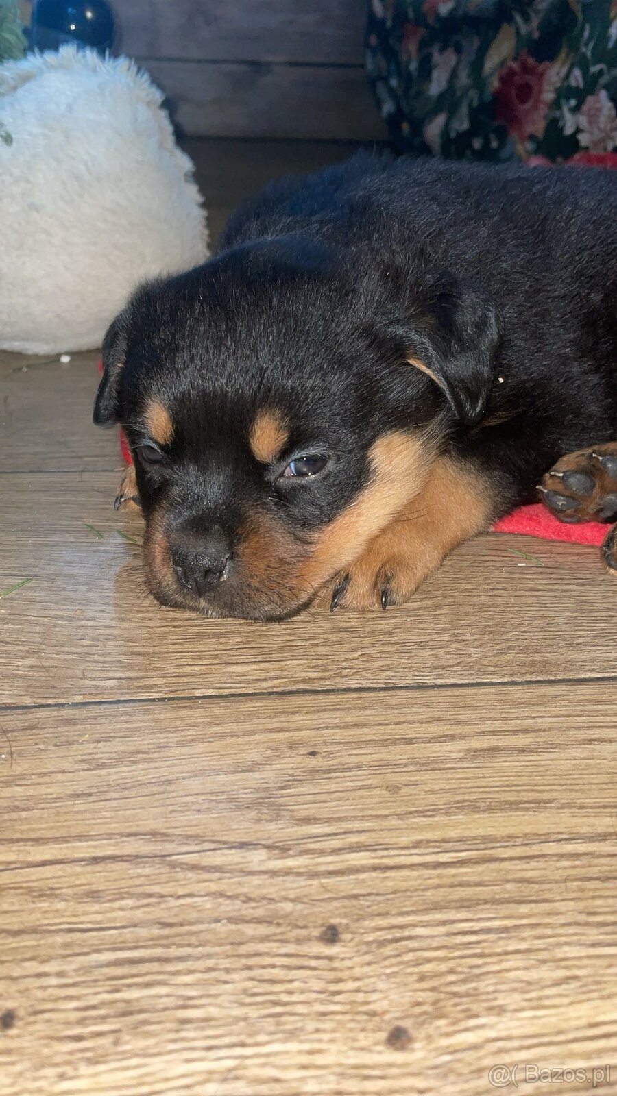 Szczeniaki Rottweiler - 2