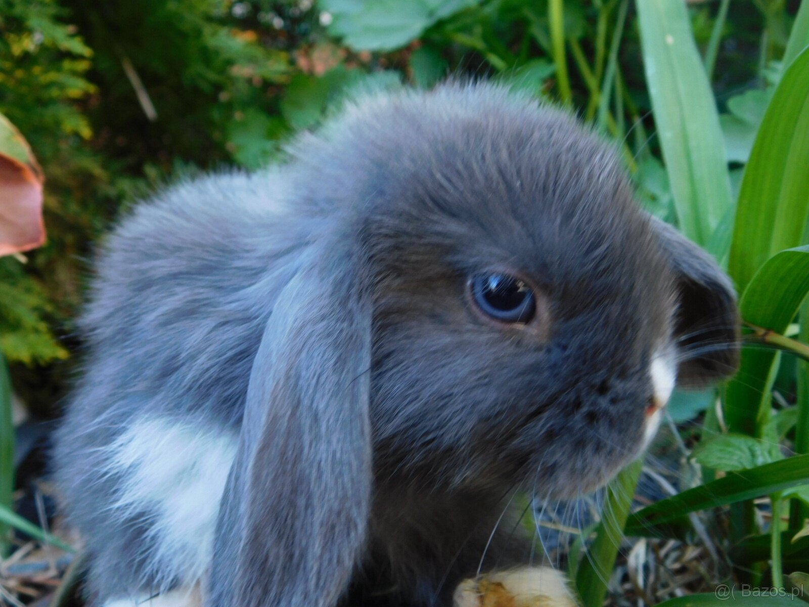 Baranki mini lop - 2