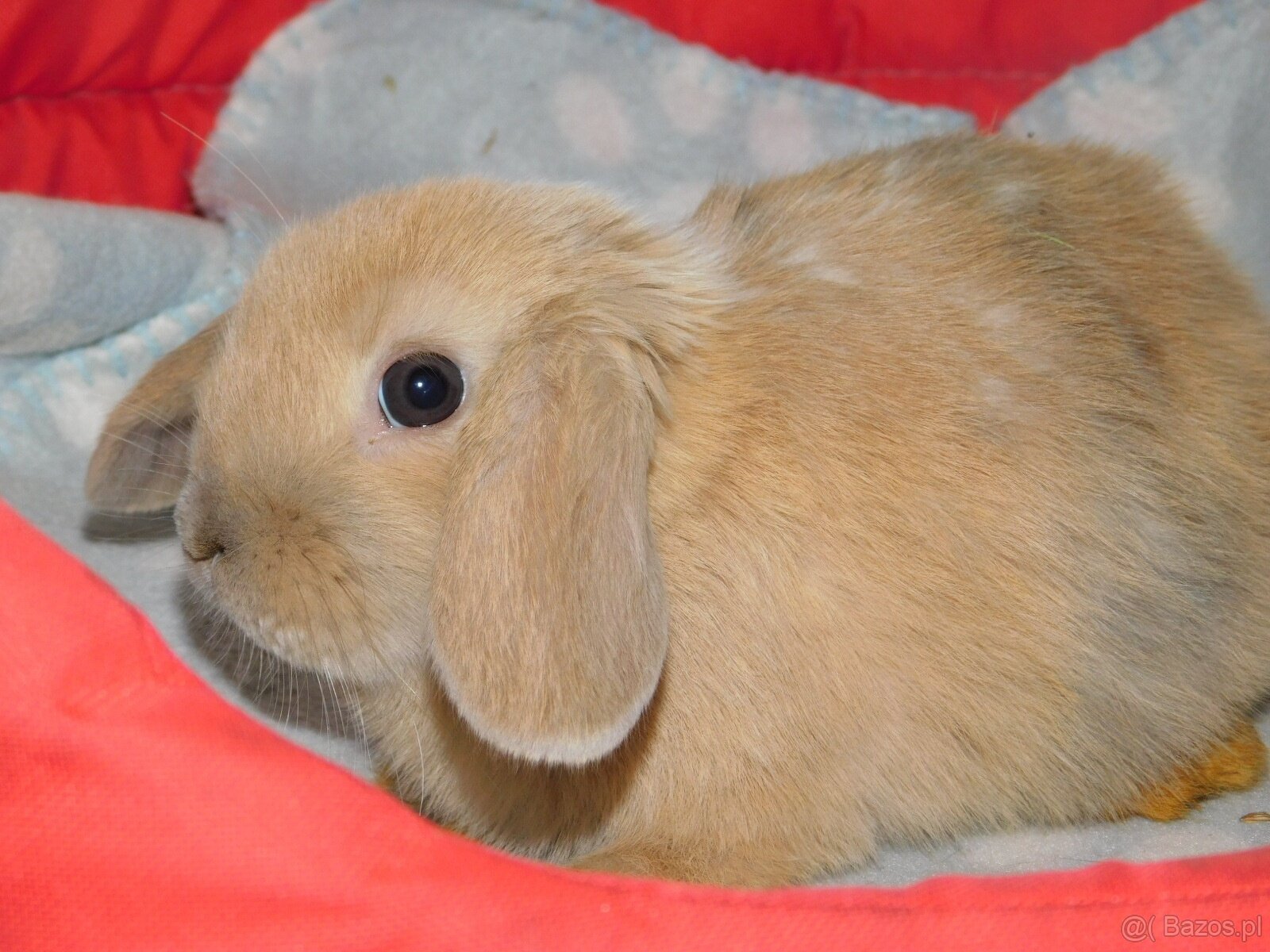 Baranki mini lop - 2