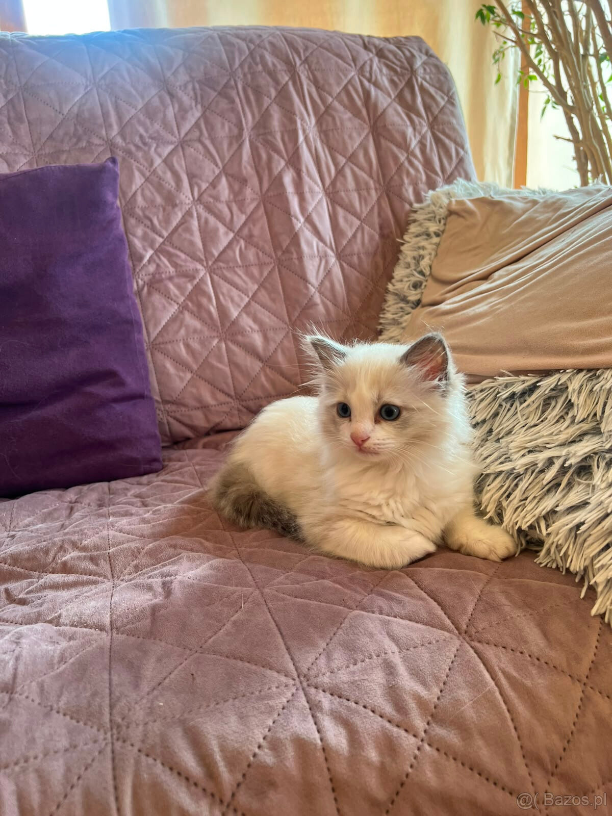 RAGDOLL kocurek blue bicolor - 2