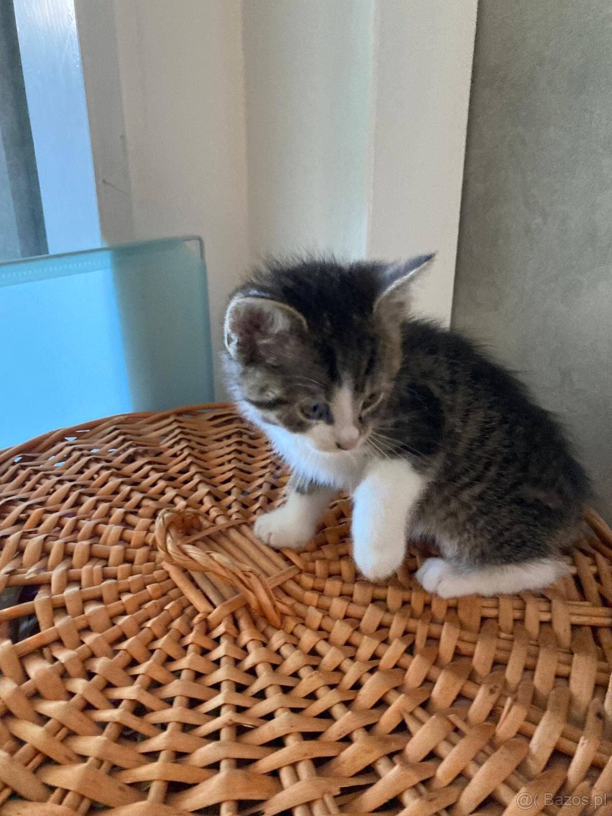 Kot syberyjski (koty - kocięta) - 2