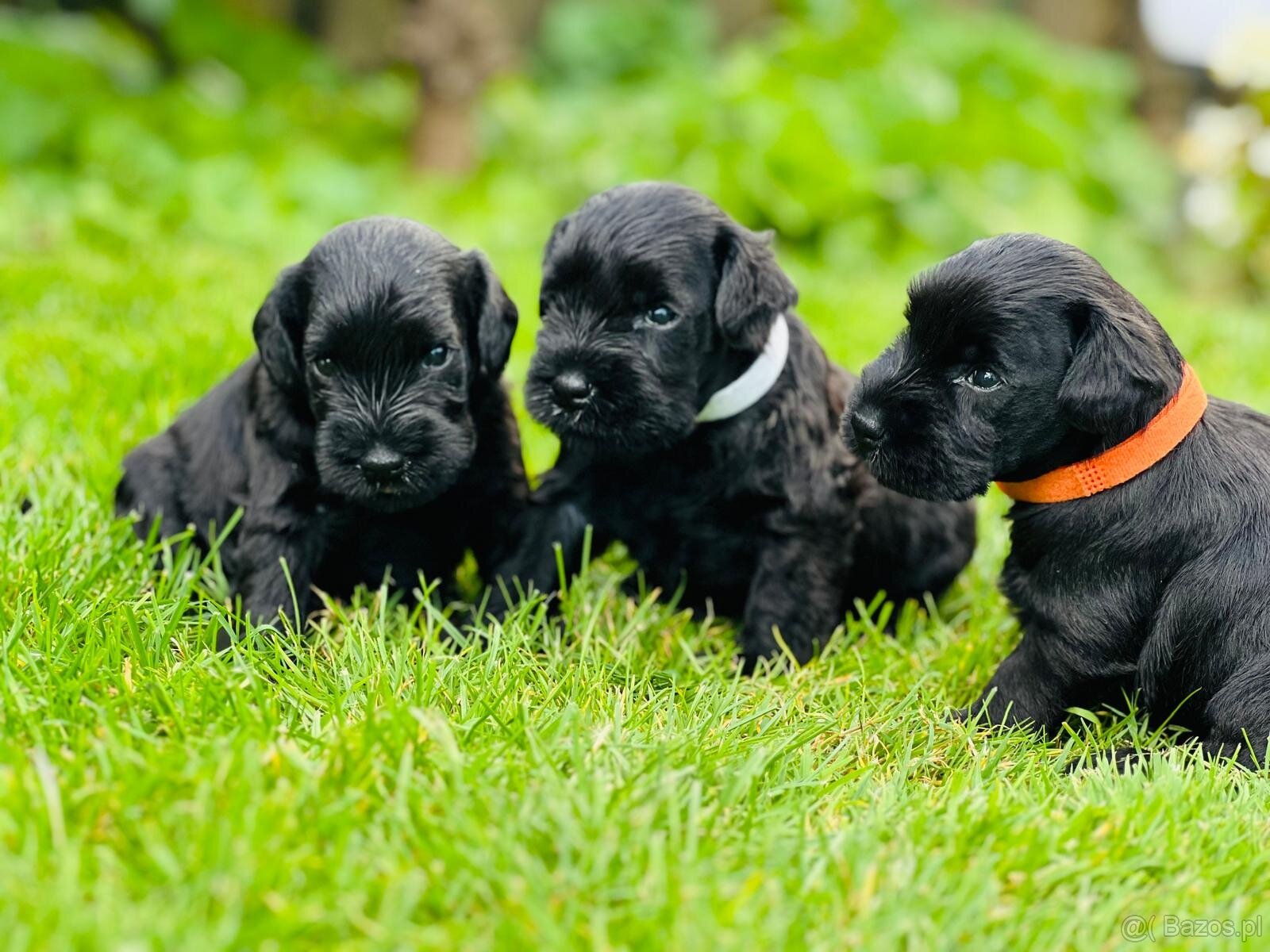 Sznaucer miniaturowy - 2