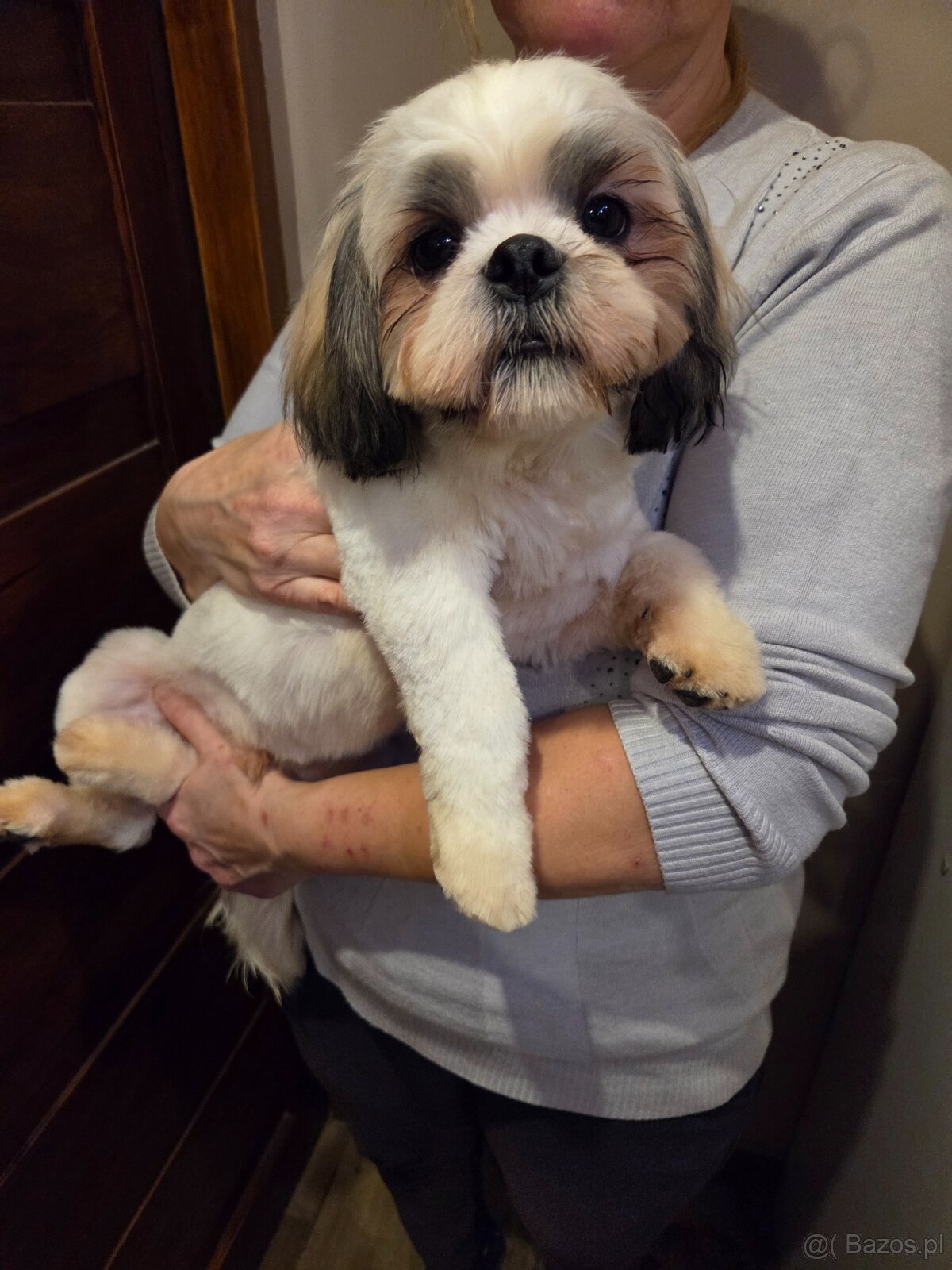 Szczeniaki shih-tzu - 2