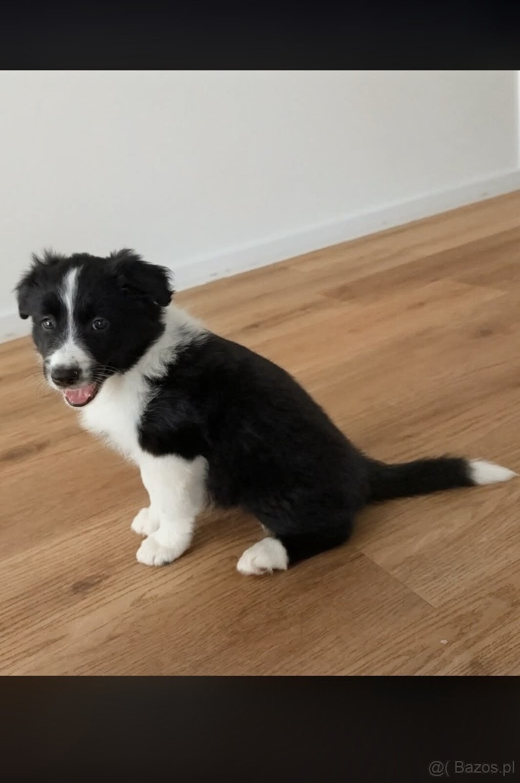 Psy z Bordoo - 2