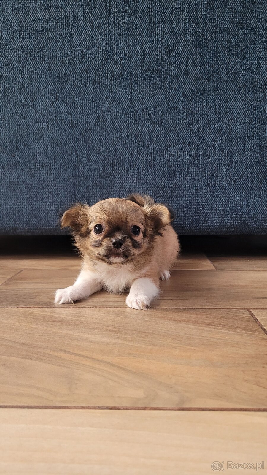 Szczenięta Chihuahua - 2