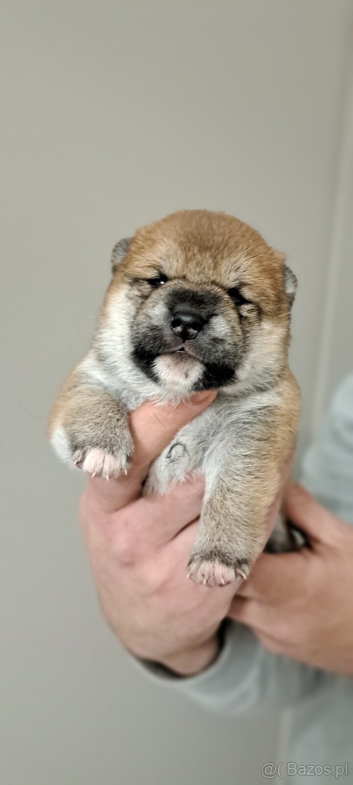 Szczenięta Shiba Inu Fci - 2