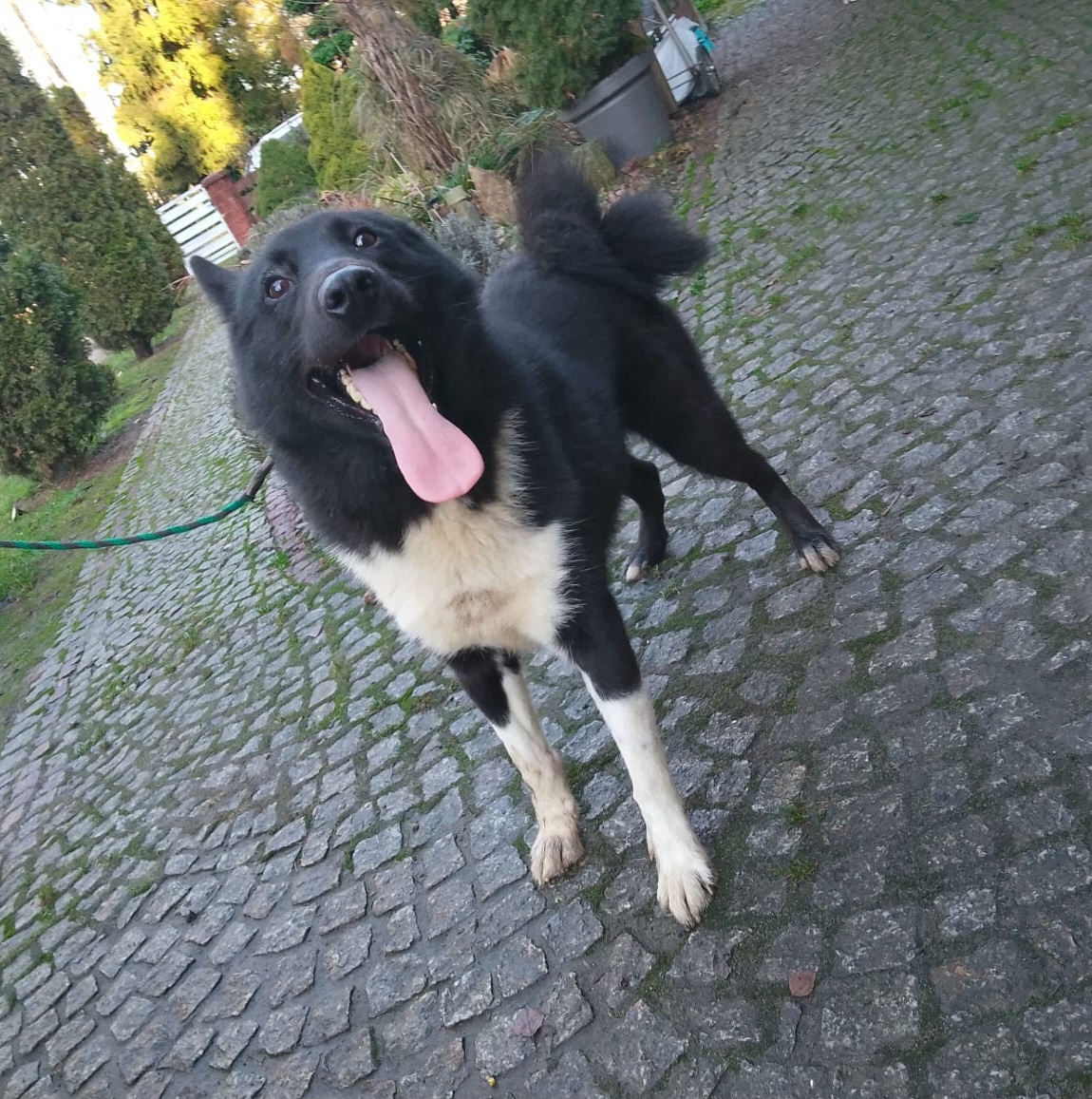 Pies łajka rosyjsko-europejska ZKWP FCI - 2