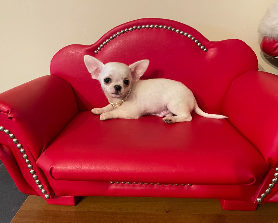 Chihuahua śliczny biały piesek - 2