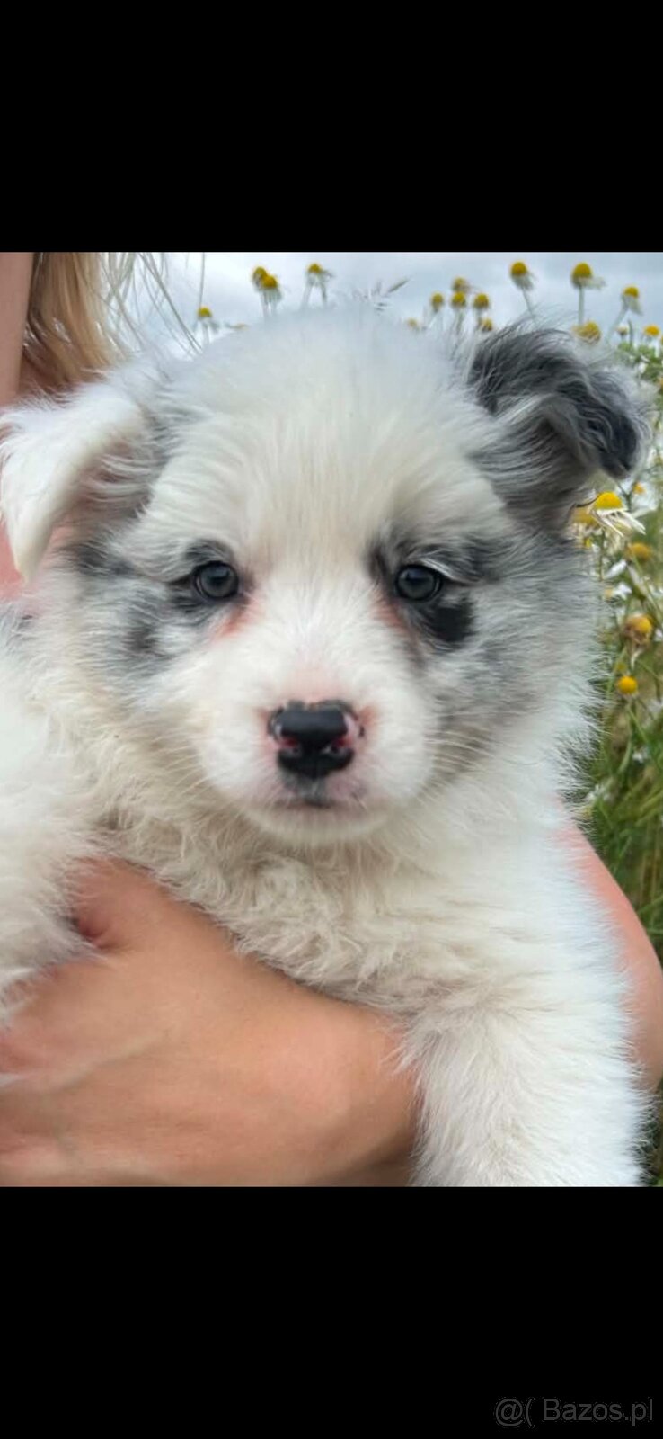 Border collie ZKwP - 2