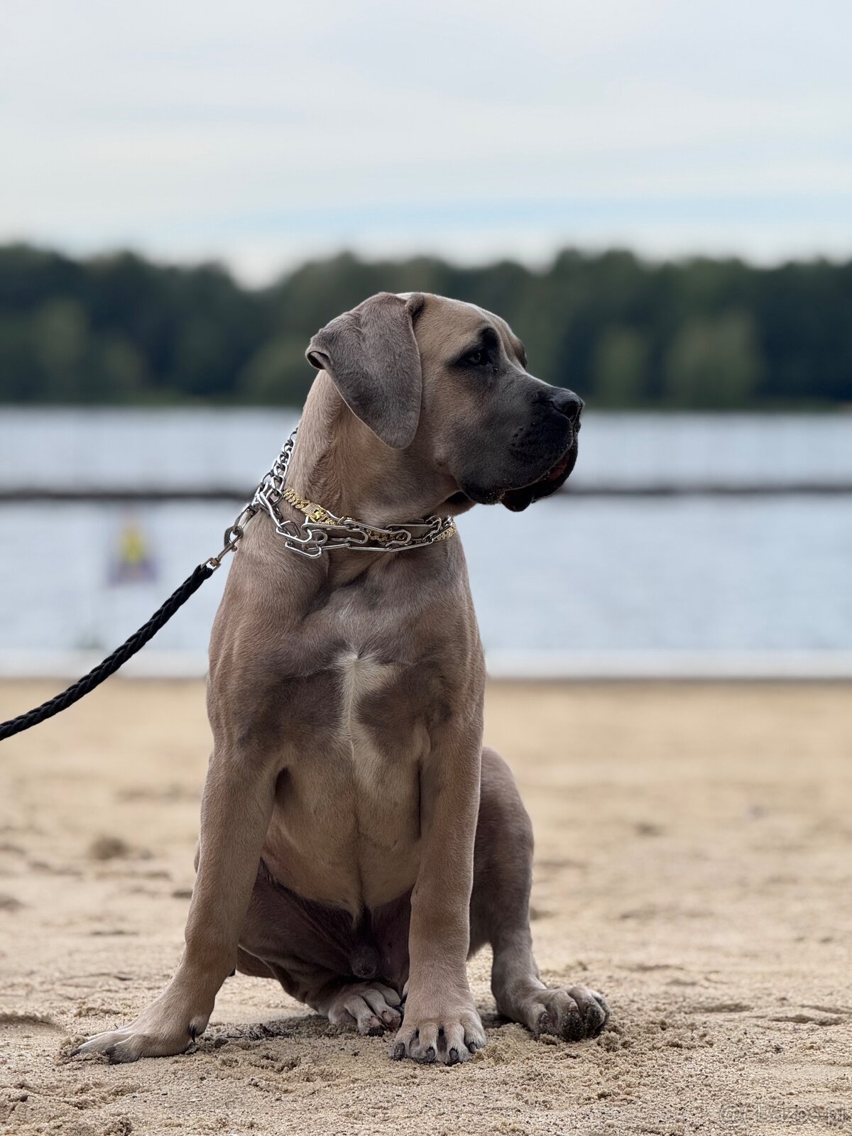 Cane Corso - 2