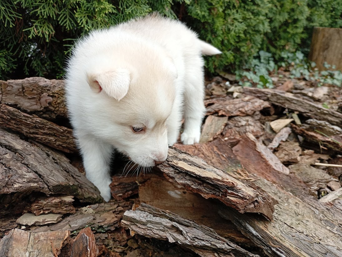 Siberian husky - 2