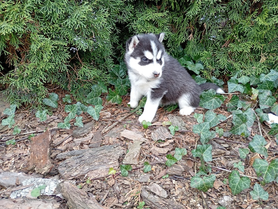 Siberian husky girl - 2