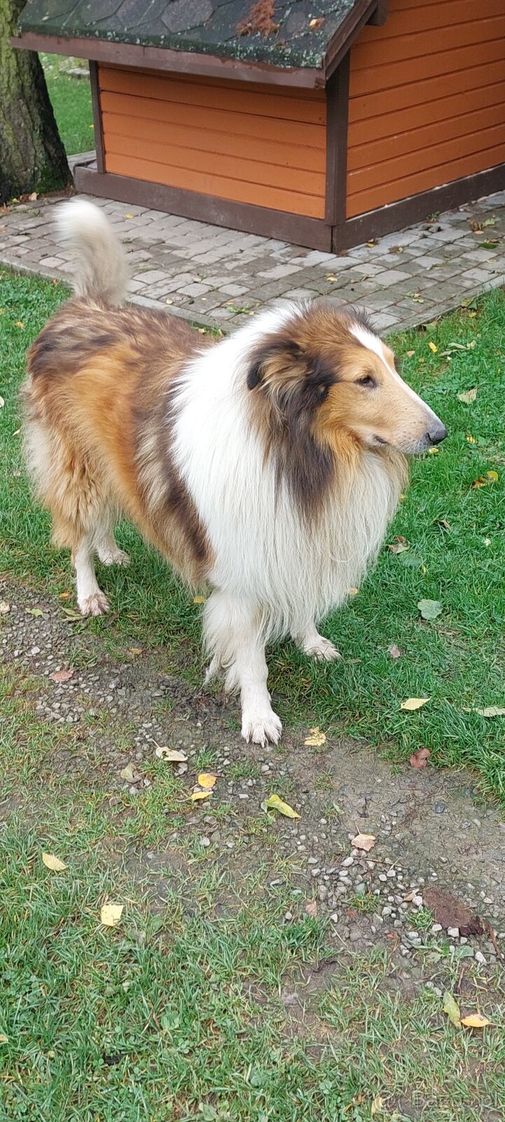 Owczarek szkocki - 2