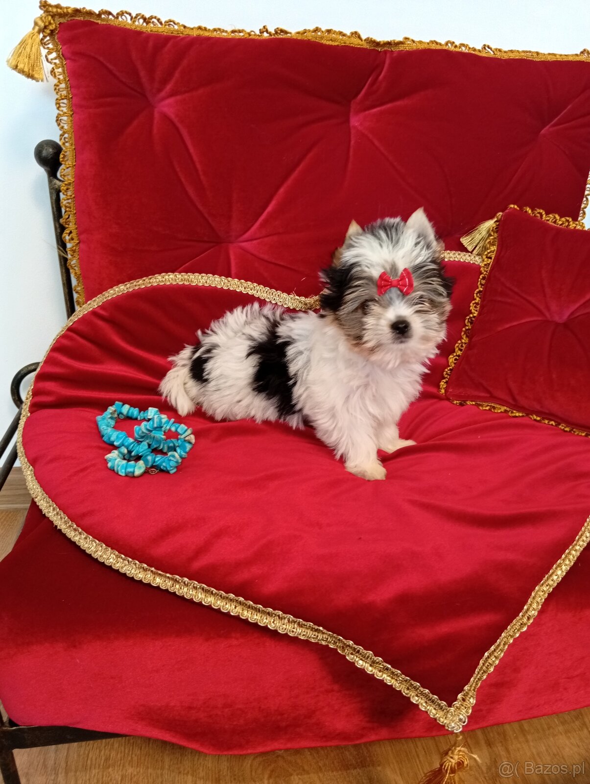 Mini suczka z metryką ZKwP/ FCI Biewer Yorkshire terrier. - 2