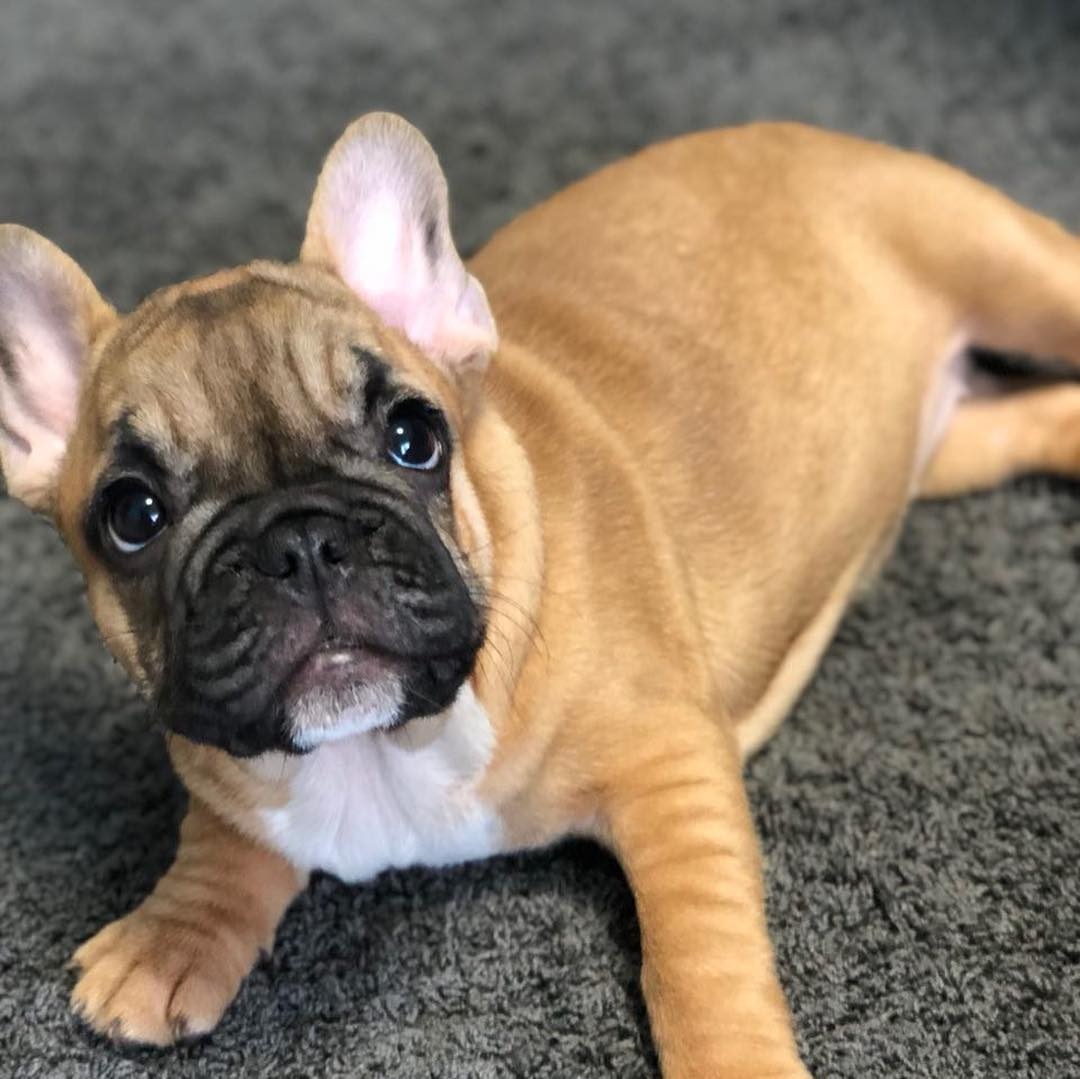 Szczenięta buldoga francuskiego na sprzedaż - 2