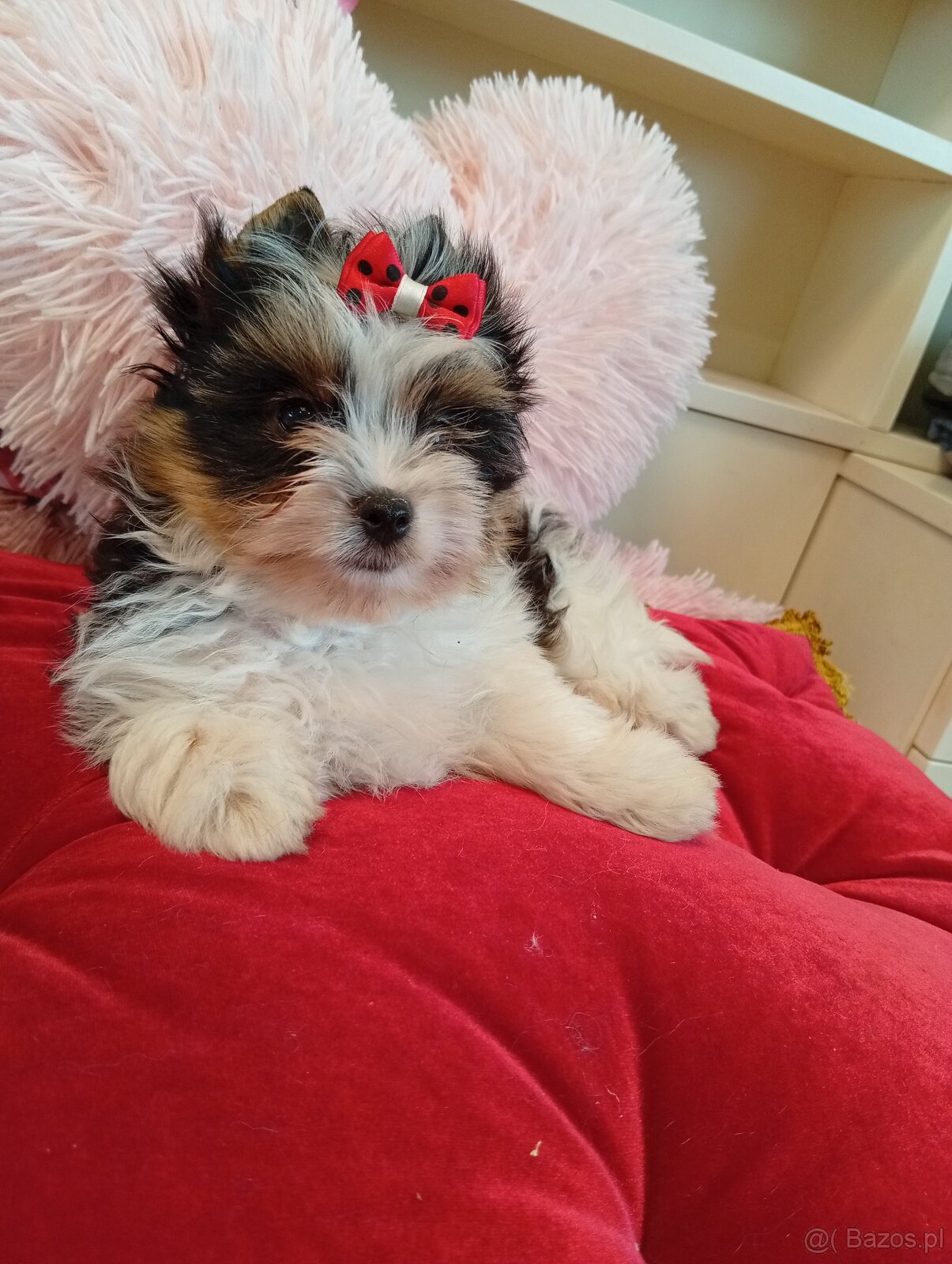 Samczyk z metryką ZKwP/FCI Biewer Yorkshire terrier - 2