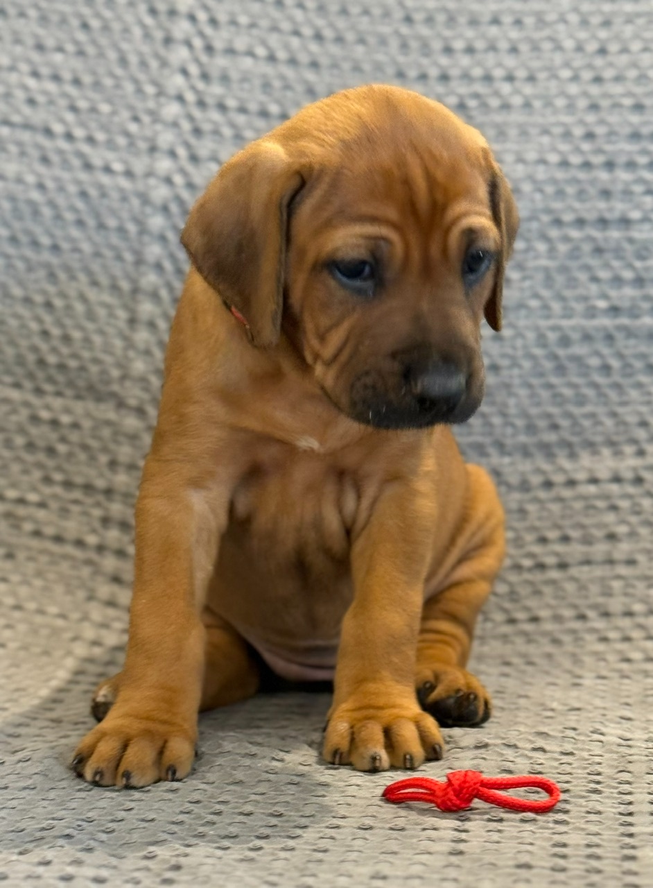 Rhodesian ridgeback - 2