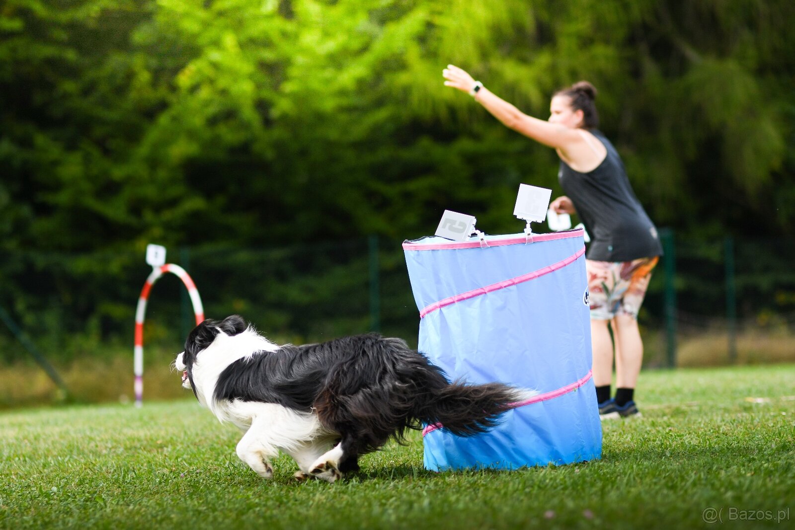 Border collie - 2