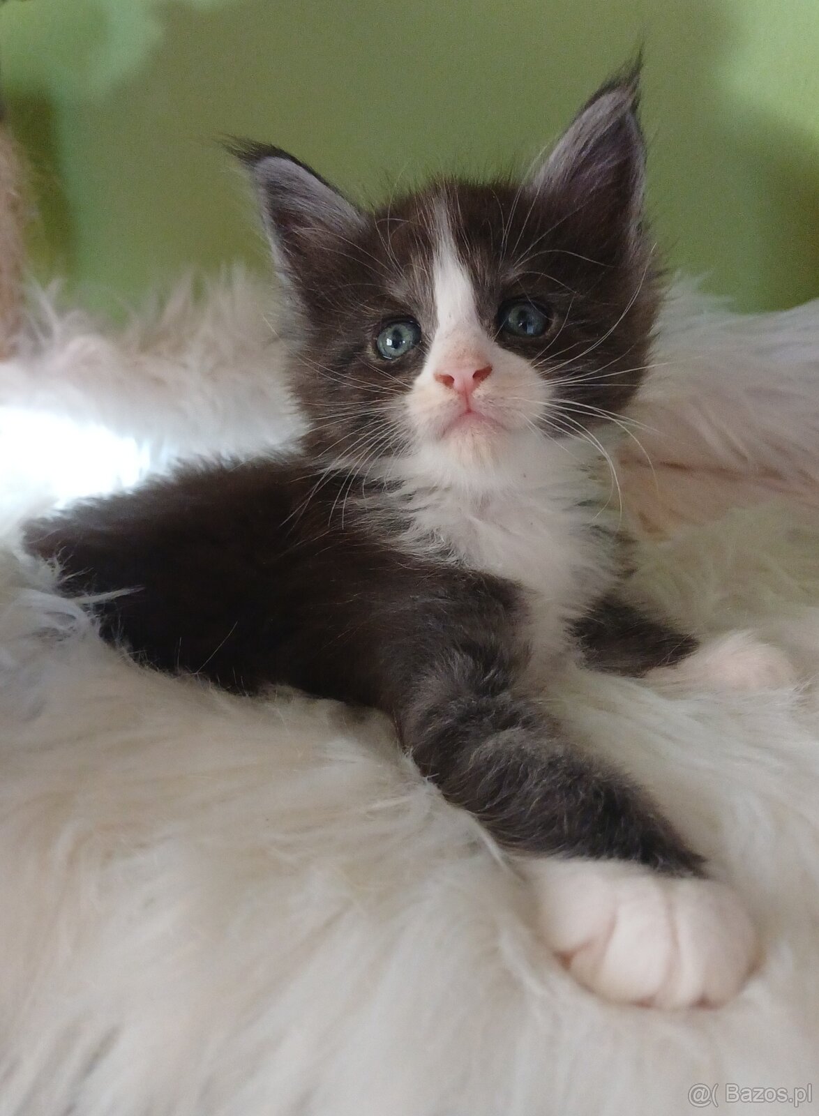 Maine Coon kocurek rodowód fpl - 2