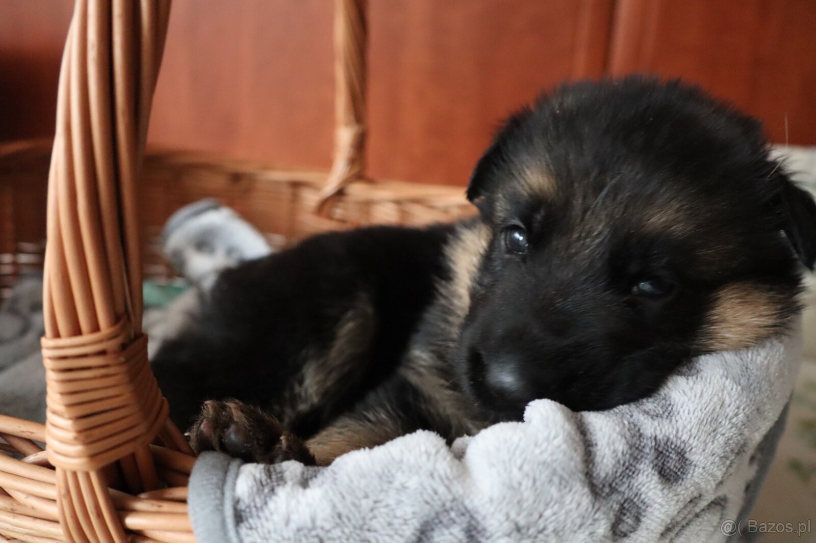 NĚMECKÝ OVČÁK S PP - FROM CZECH REP. OLOMOUC - 2