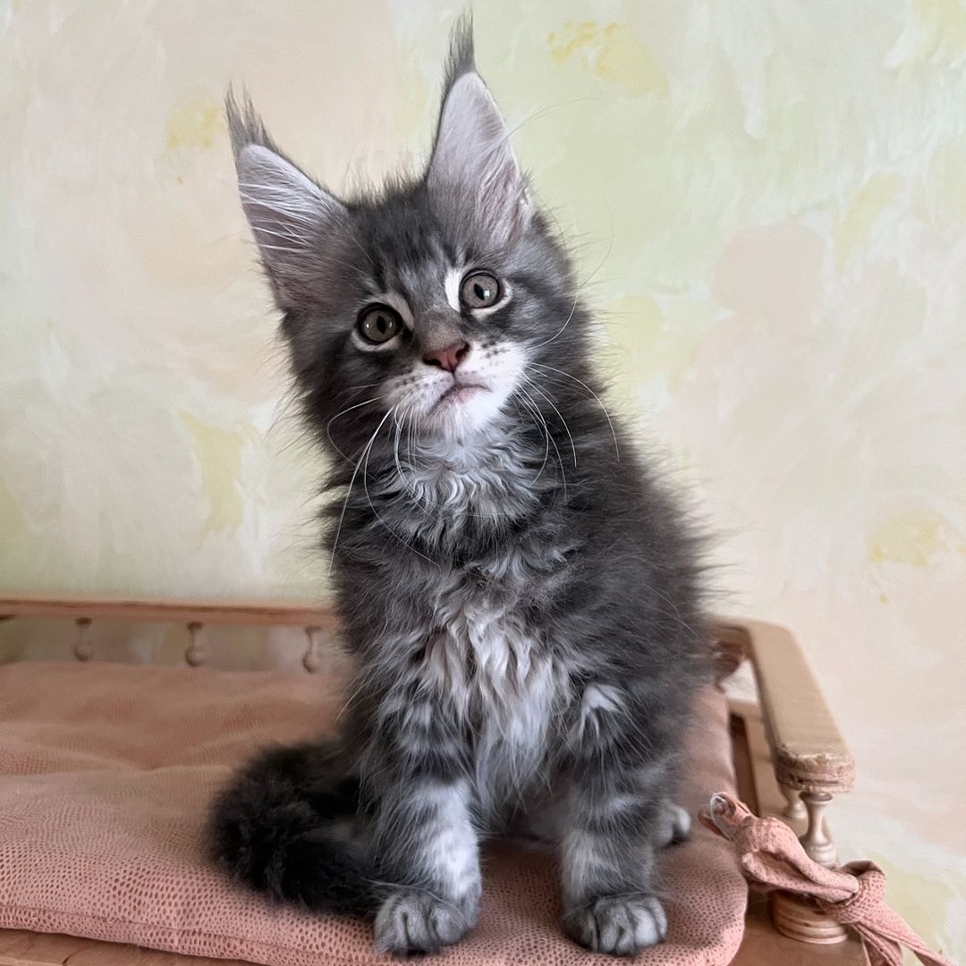 Kocięta rasy Maine Coon na sprzedaż - 2