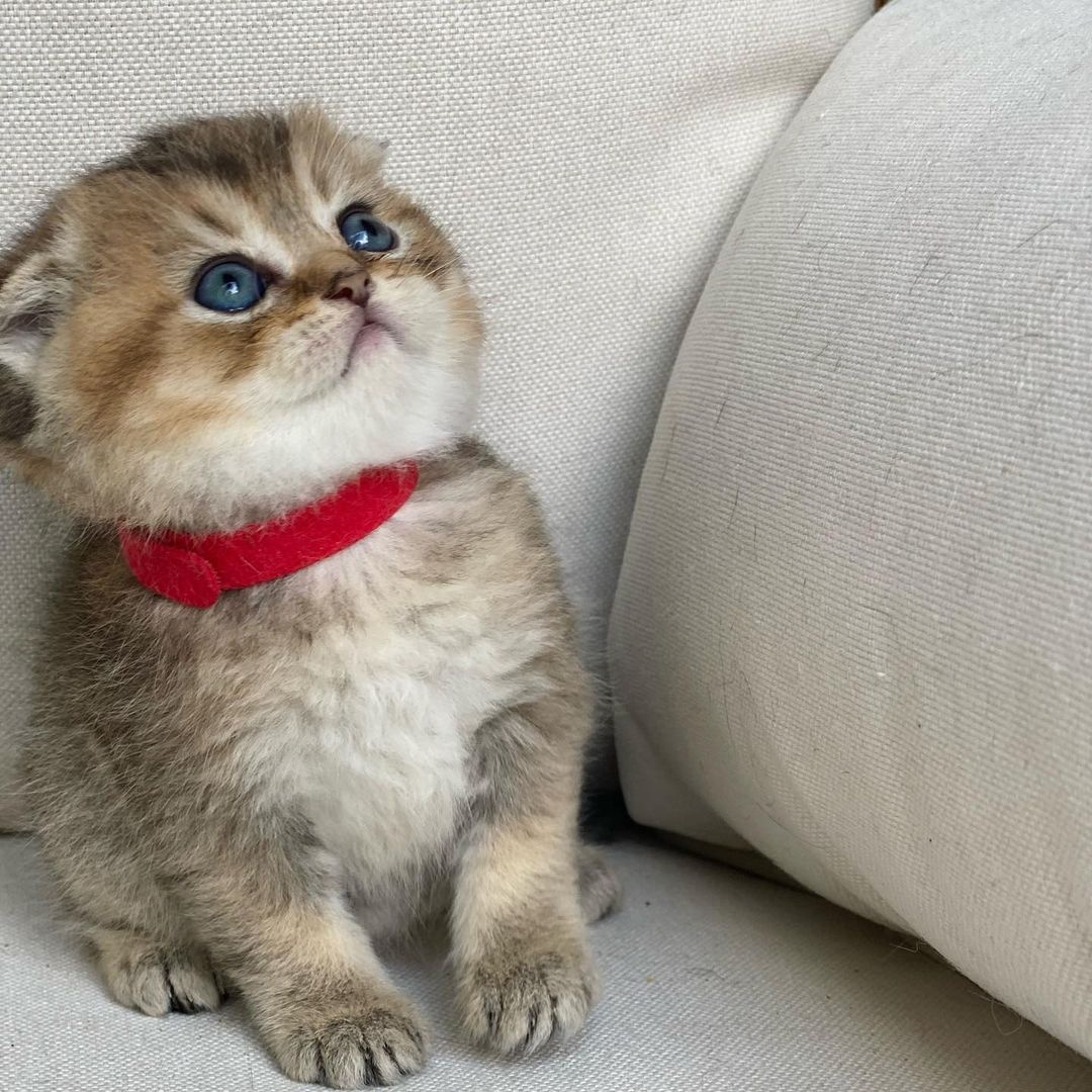 Kocięta rasy Scottish Fold na sprzedaż - 2